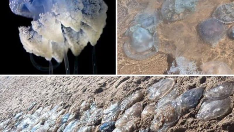 Sea Turtles on Beaches and Food Chain Effects