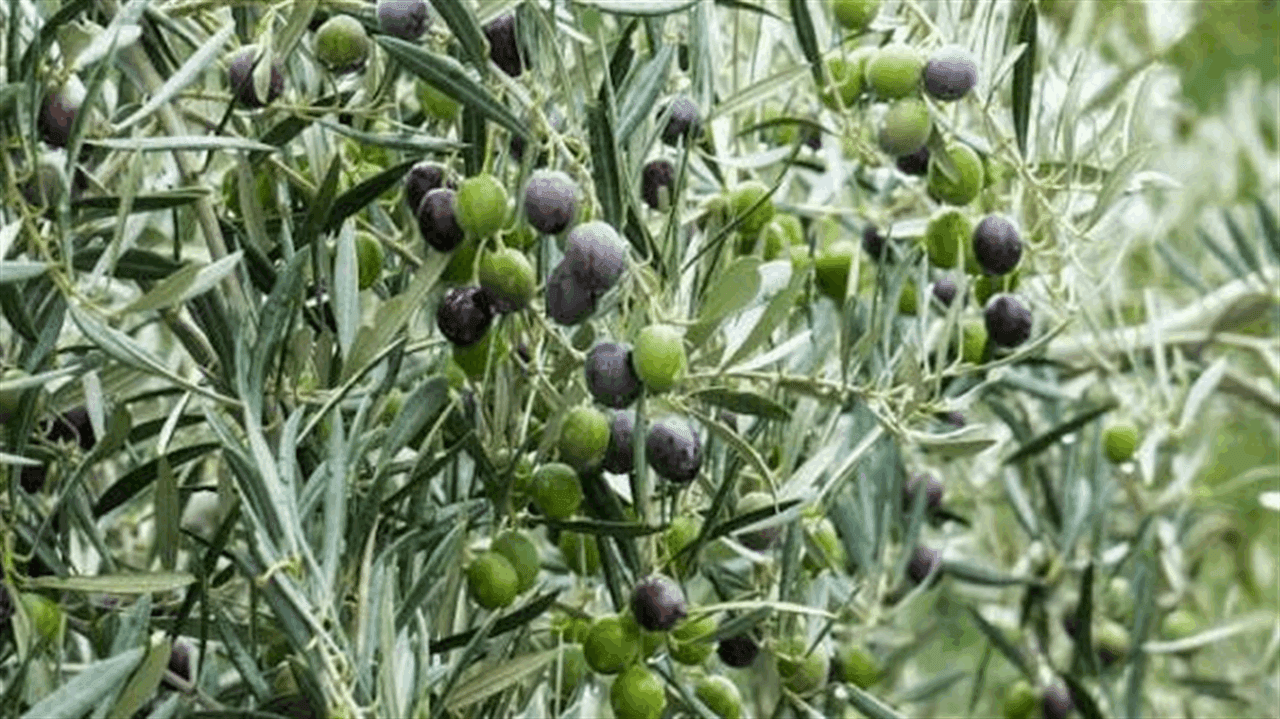دعوى فرنسية حول زيتون الجنوب