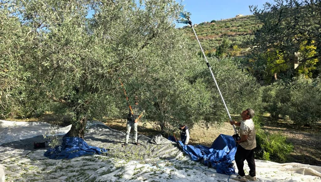 الجنوب تحت ضغط إسرائيلي خلال موسم الزيتون