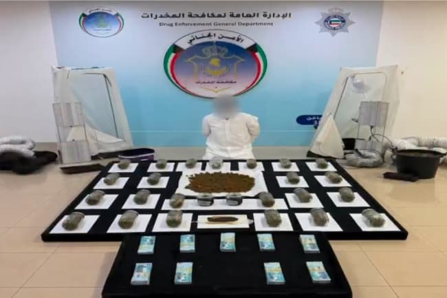 الداخلية تضبط مزارع ماريجوانا في بلد