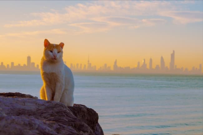 Highs Reach 47°C Today