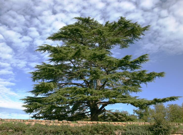 لبنان مجددًا على ذات العزة
