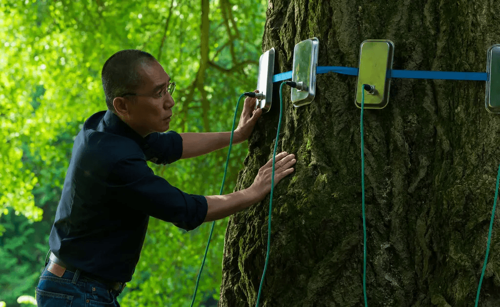 Ginkgo Tree's Lessons