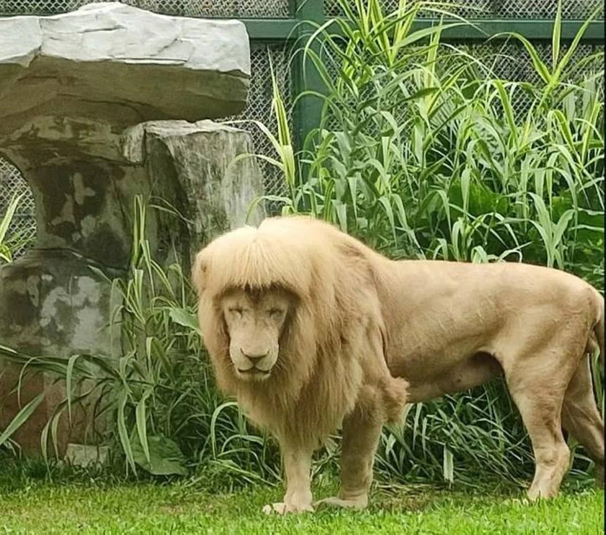 Death of the famous lion "Hang Hang" with mullet hairstyle
