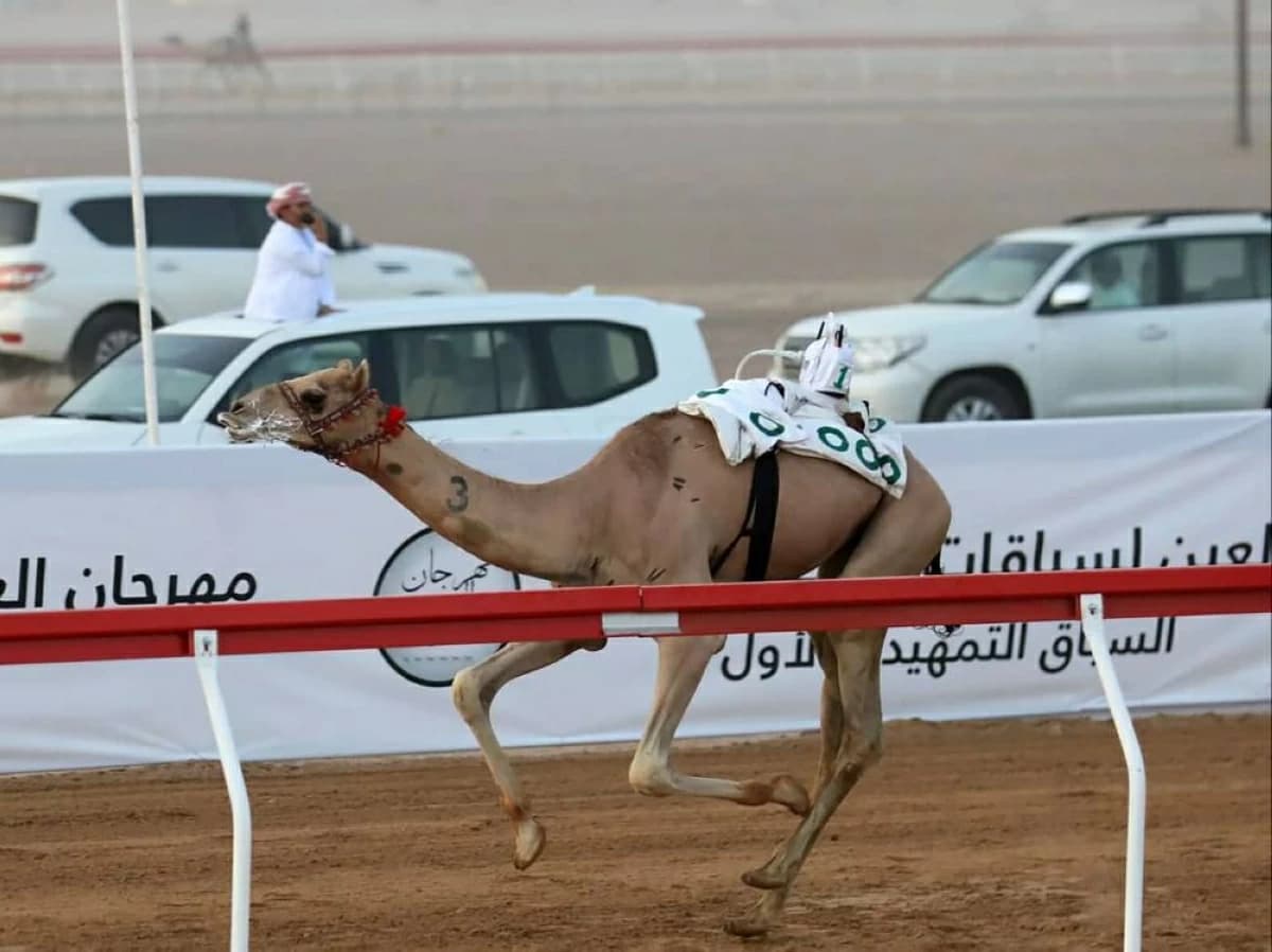 Al Ain Camel Race Preliminaries Start July 31