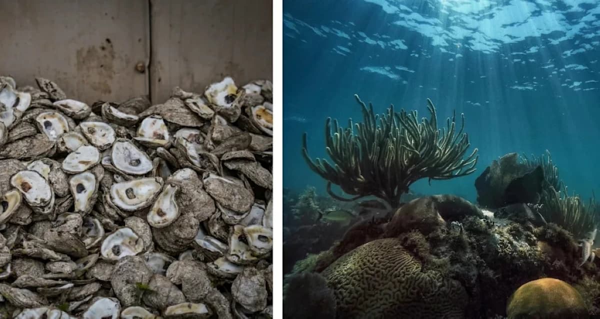 Restaurant waste revitalizes the ocean