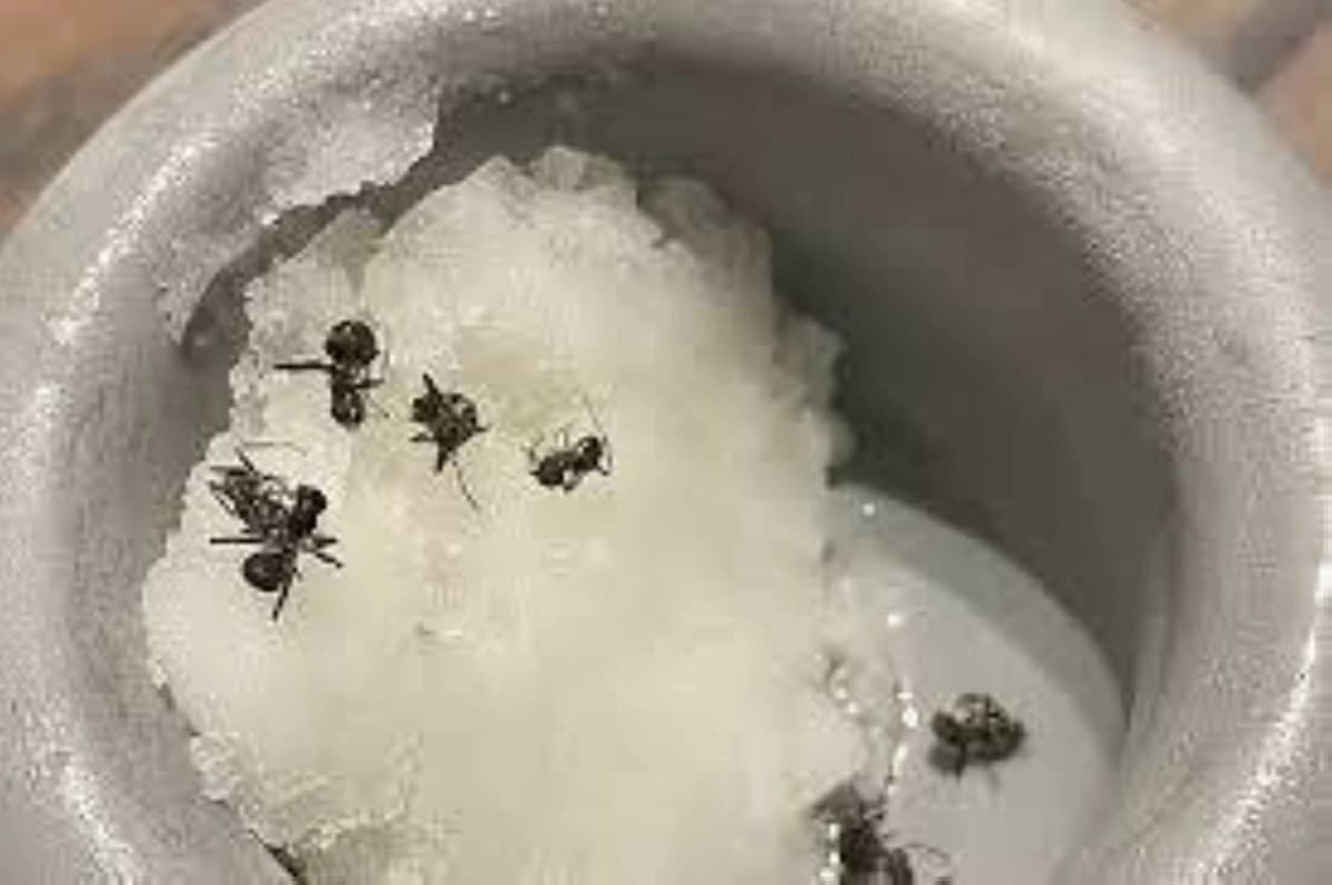 South Korean Owner Jailed Over Ants in Ice Cream