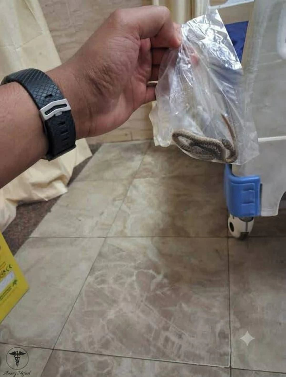 مريض مصري يحمل الأفعى لدغته في الطوارئ