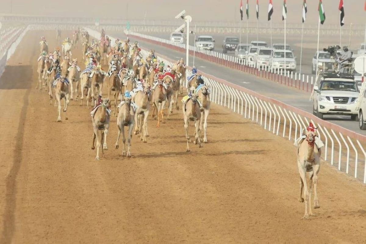 انطلاق السباق التمهيدي الثاني بمهرجان العين للهجن