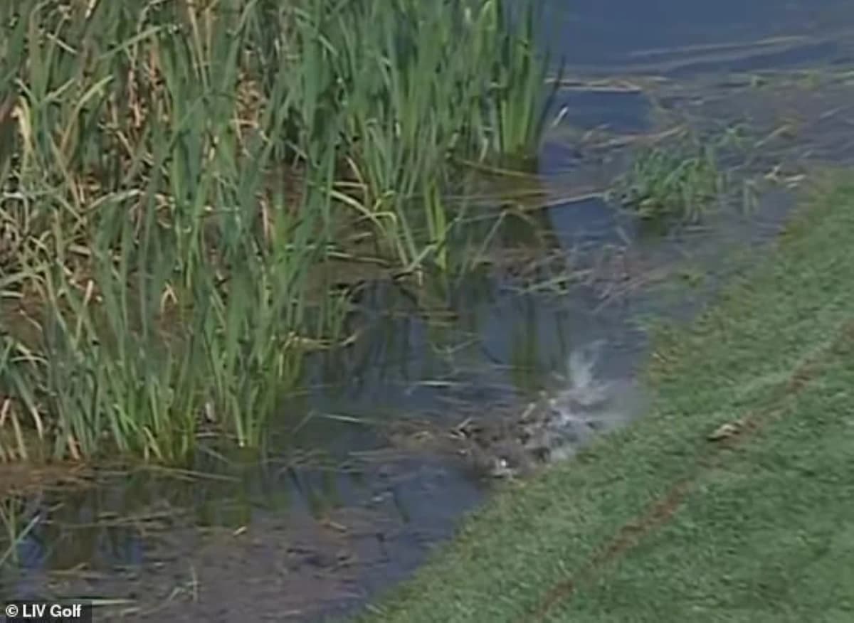 Fish Swallows Golf Ball on Presidential Course