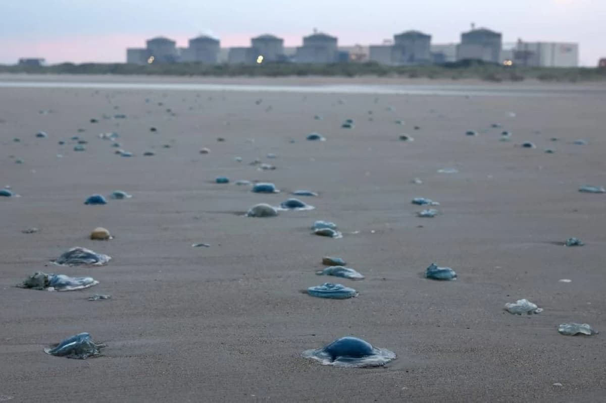 Jellyfish Halt Three Reactors in France
