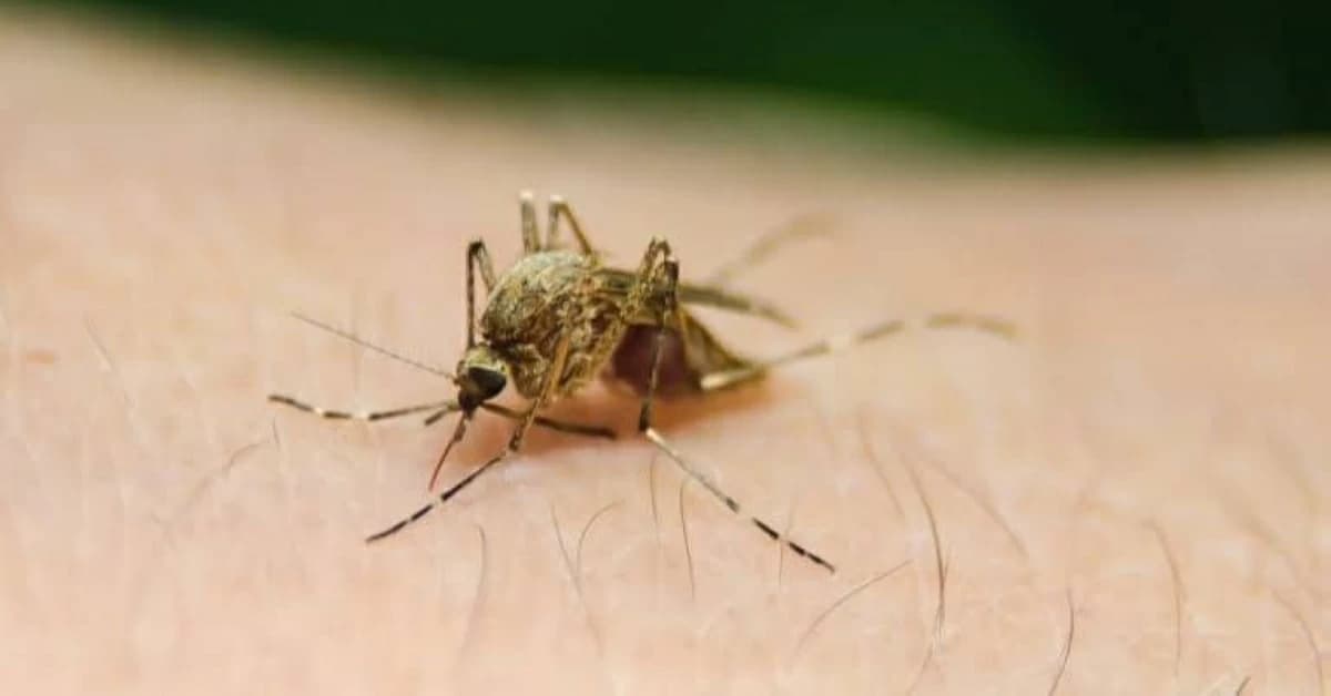 Netherlands reports first West Nile case in 6 years