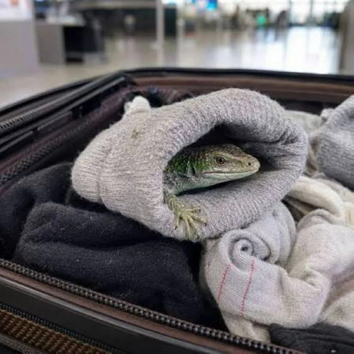 Japan's unusual lizard smuggling in socks