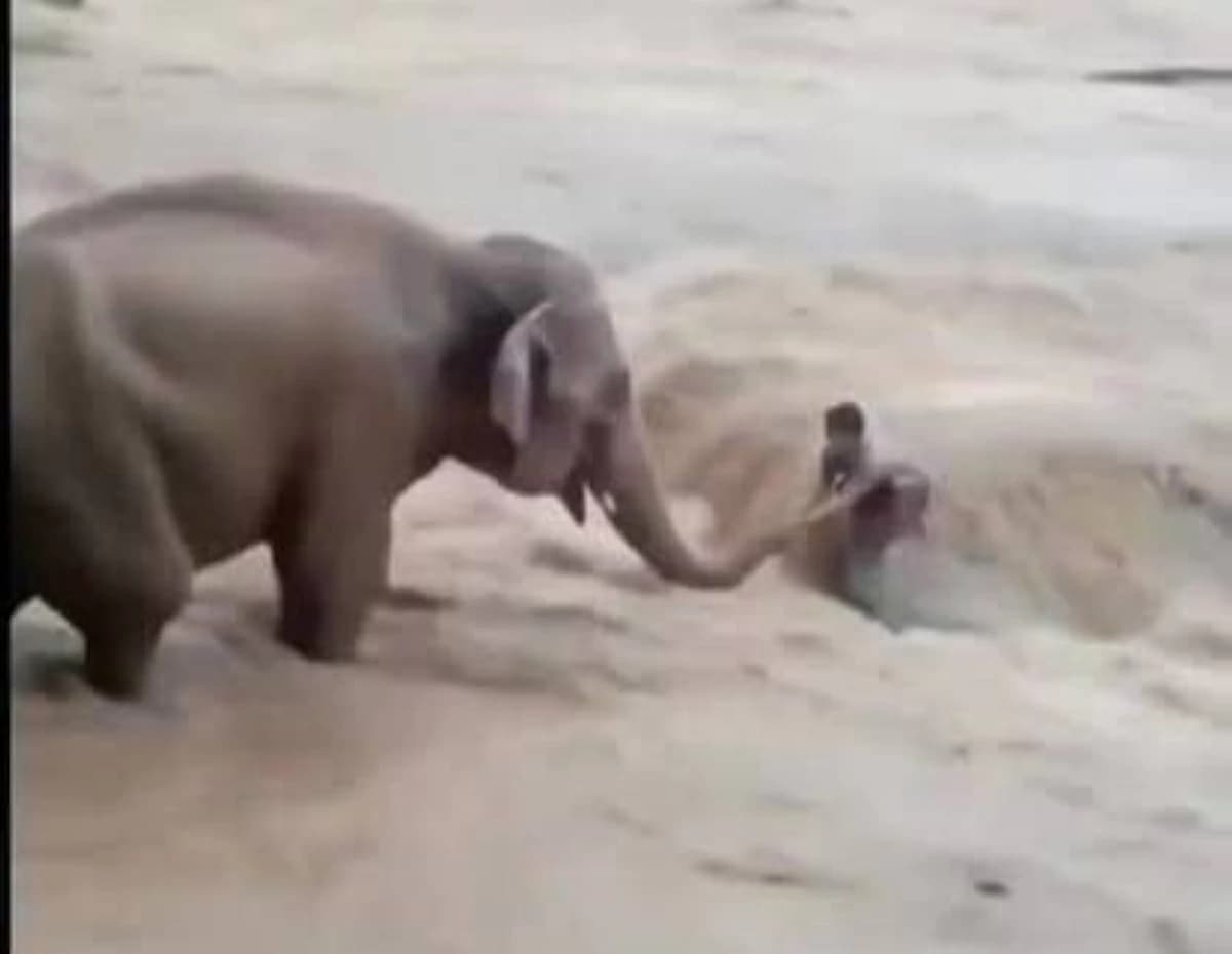 Nepal Floods Elephant Video Sparks Debate