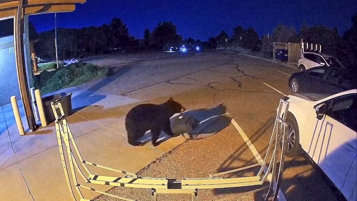 Hungry bears invade homes across western US
