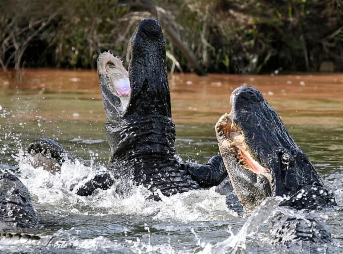 Triathlete Saves by Crocodile's Weak Spot