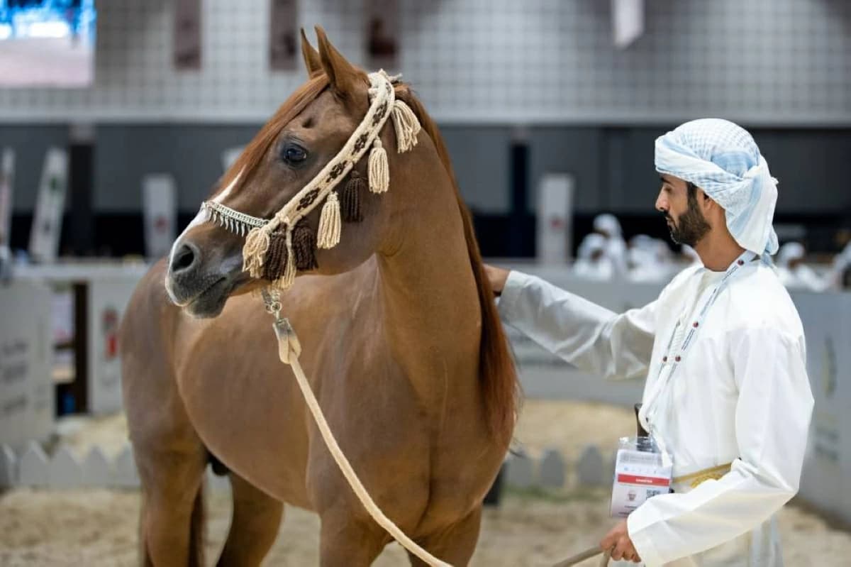 عوائد الفروسية والخيل الأصيلة في أبوظبي