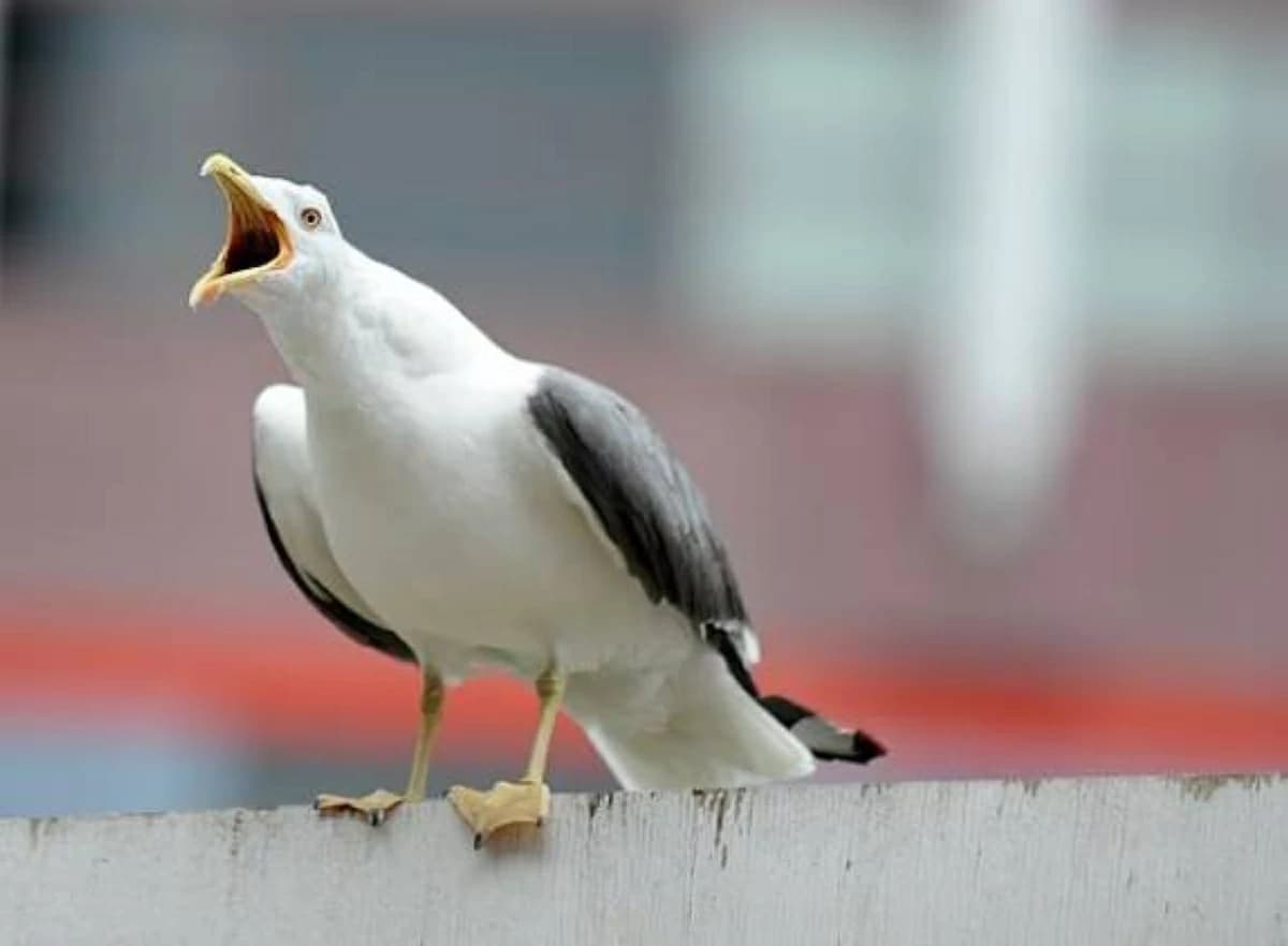 Scotland counters seagulls with protests and lasers