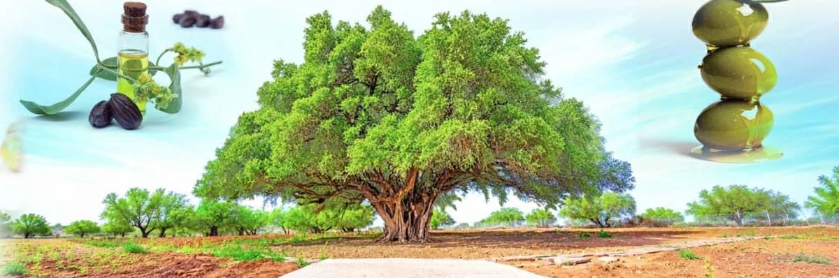 الأشجار المعجزة وفوائدها