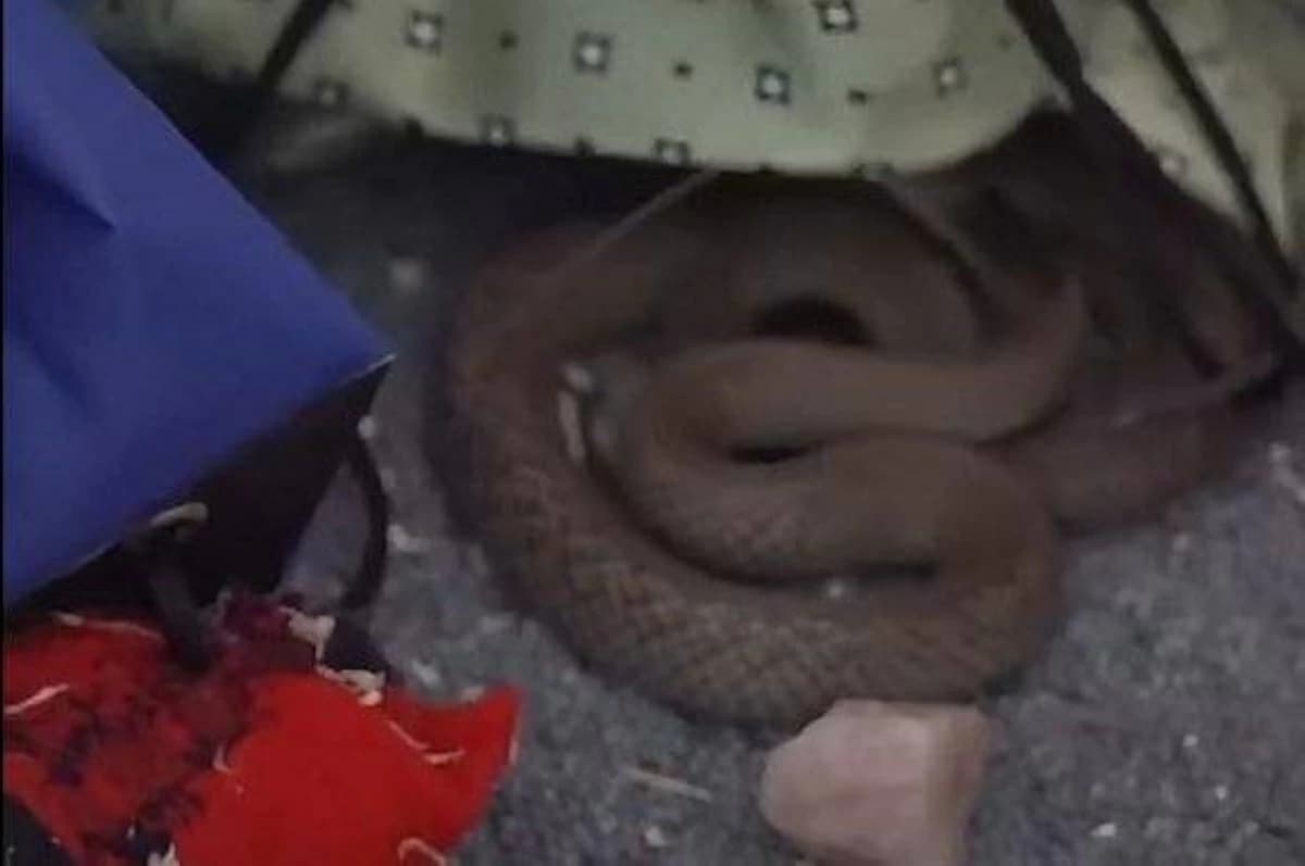 Venomous snake in child's room
