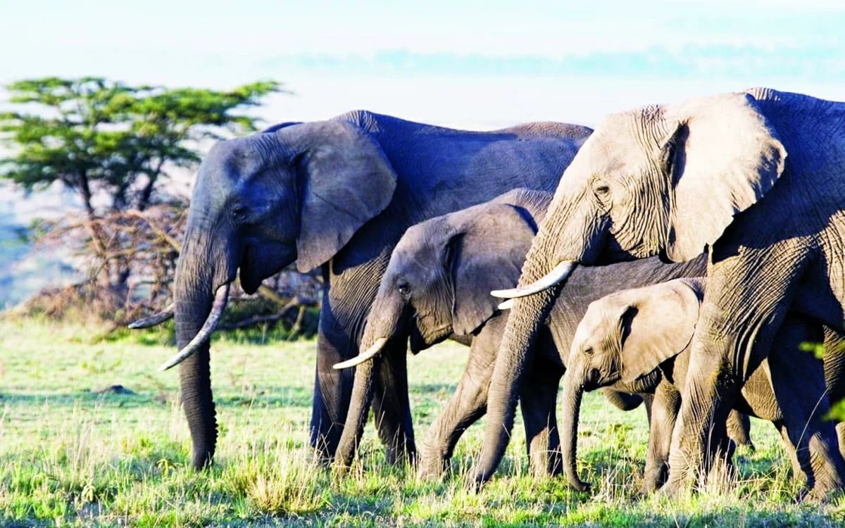 Kenyan elephants consume 35 plant species