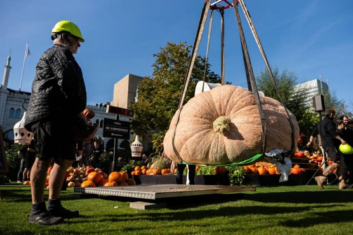 Denmark's heaviest pumpkin weighs 1,198 kg