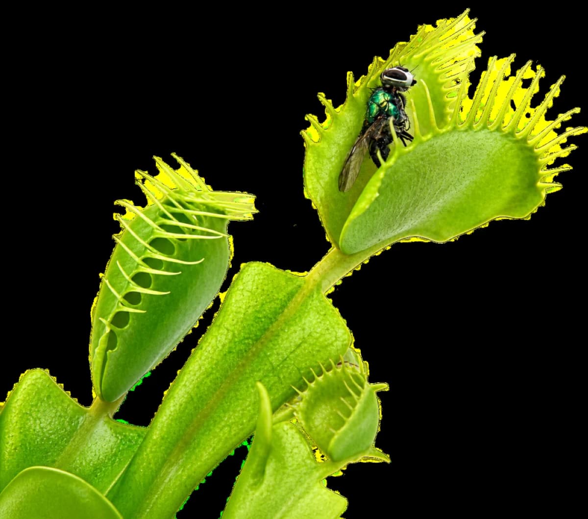 Bogotá hosts carnivorous plant display