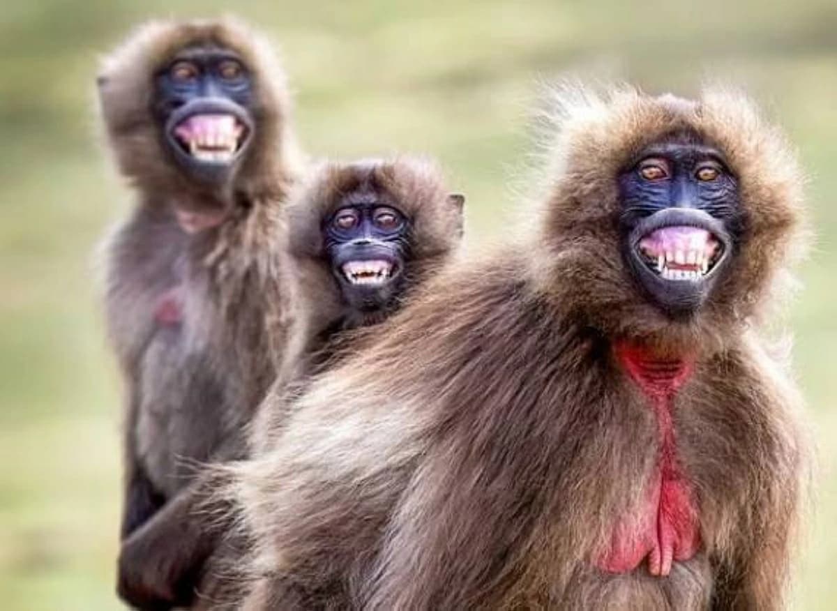 Smiling monkeys in front of camera