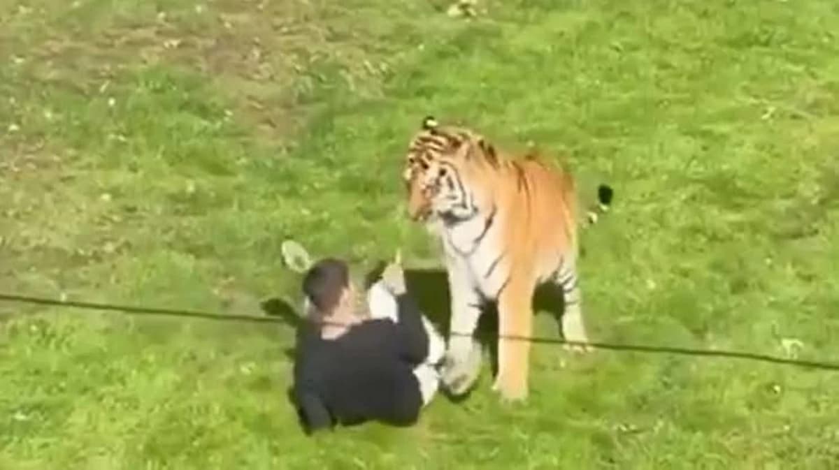 Tiger attacks man at UK zoo