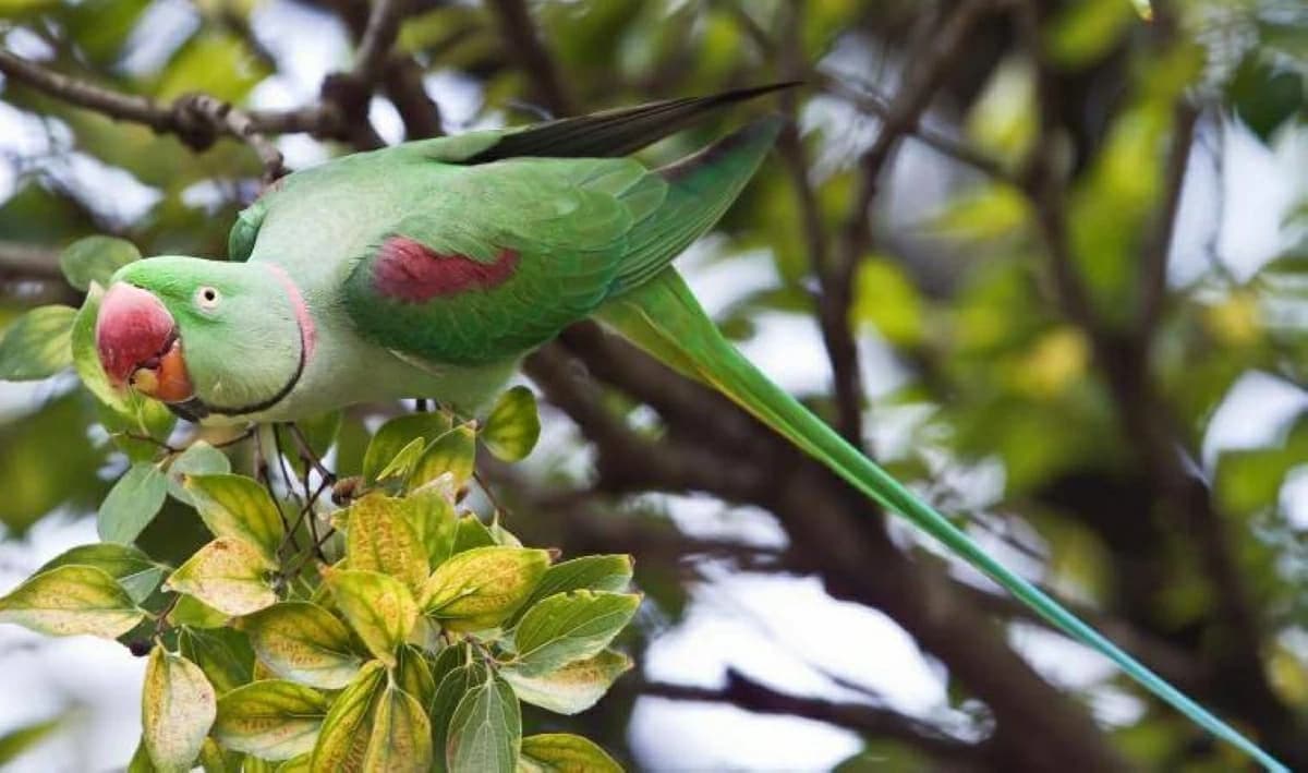 State initiates migratory bird protections