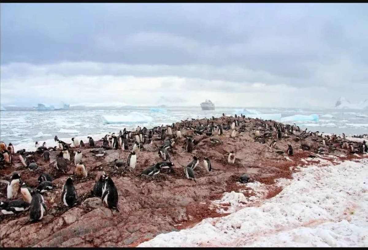 Penguins Contributing to Antarctic Melting