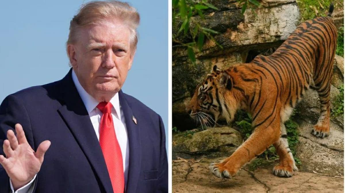 UK criticizes Trump over tiger attack video