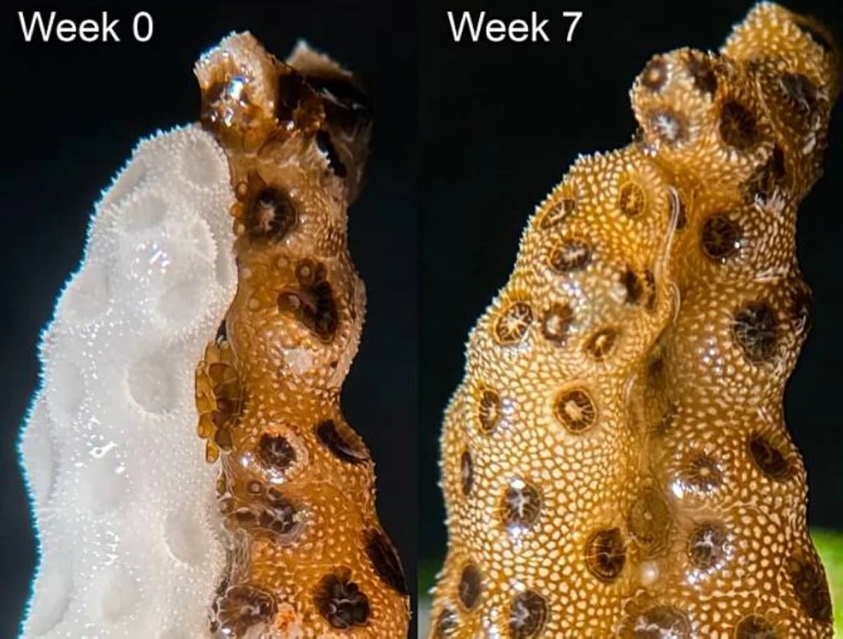 New method to protect bleached corals