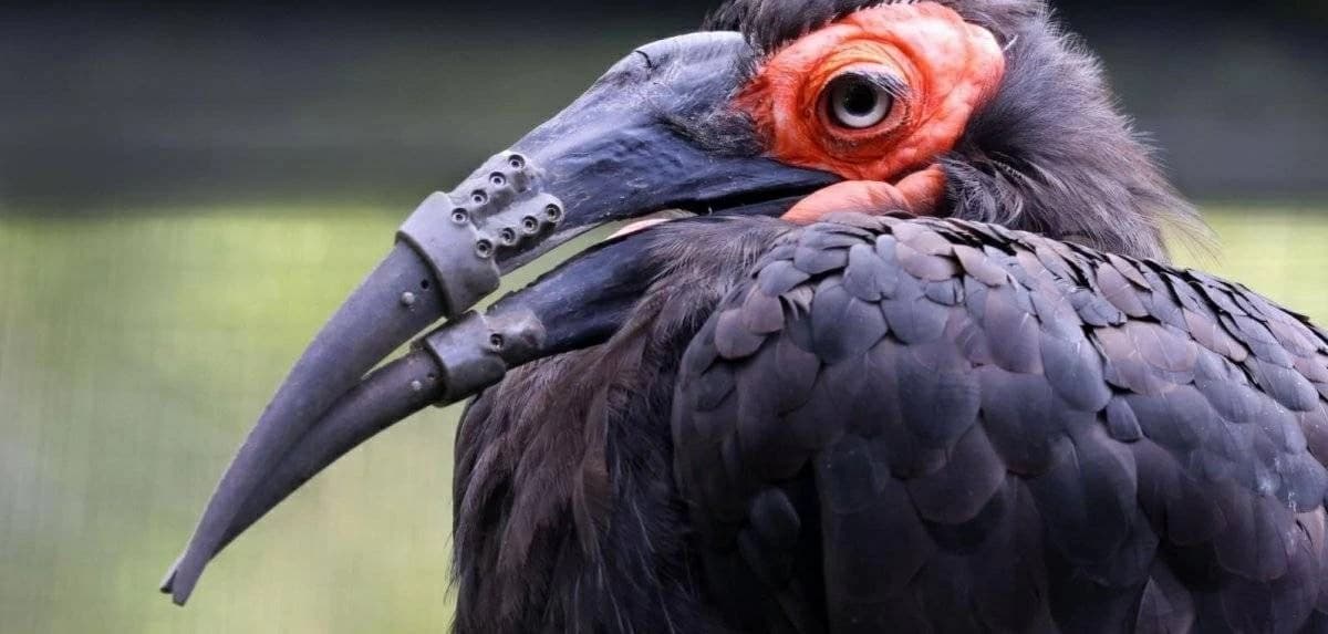 3D-printed beak restores bird
