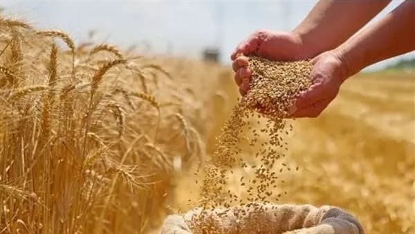 Cabinet Clarifies Wheat Stock Impact