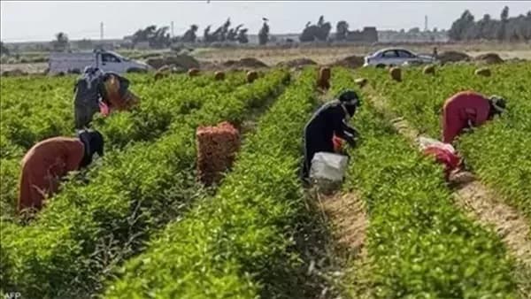 تعديلات على نظام 3 جمعيات زراعية بالبحيرة والغربية