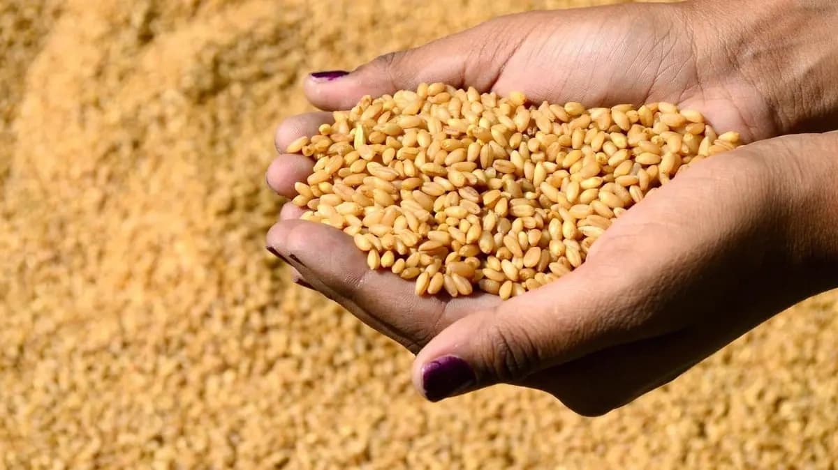 Local wheat farmers only entitled to second installment
