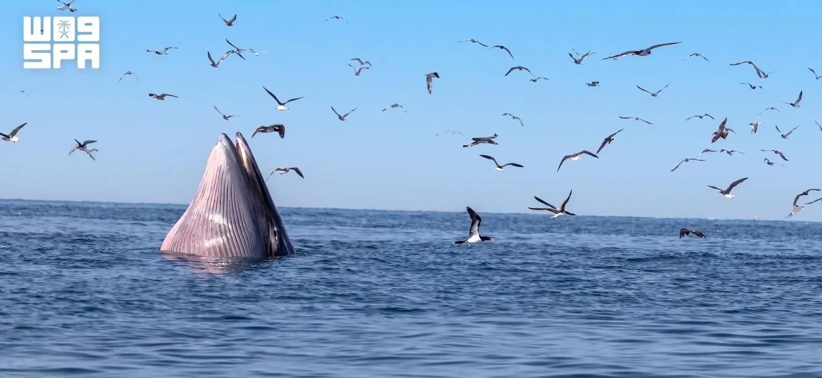 Bryde's whale spotted at Farasan Islands