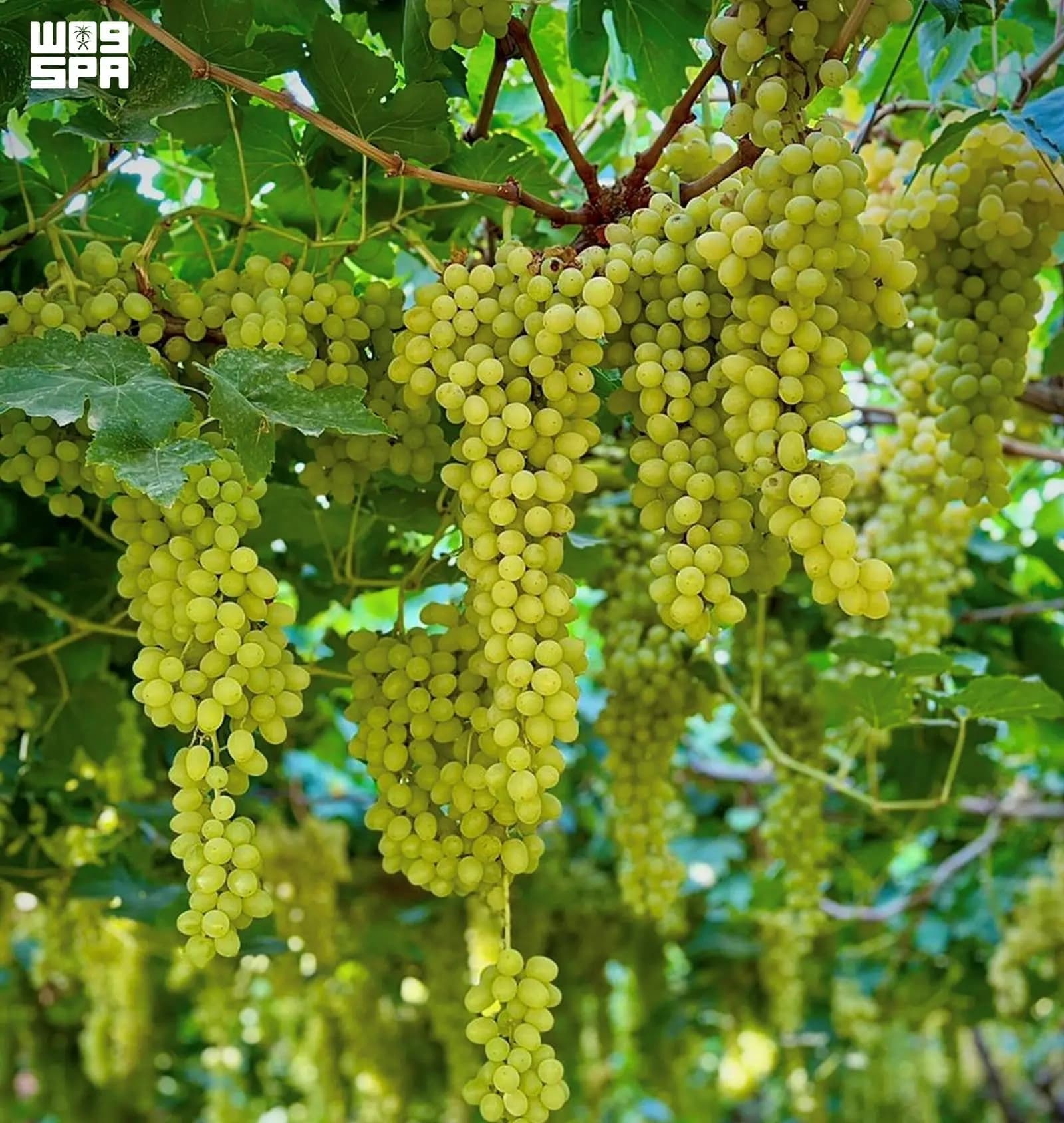 Kingdom Advances in Fruit Self-Sufficiency