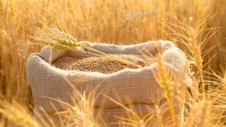 الأمن الغذائي تقدم مناقصة استيراد قمح جديدة