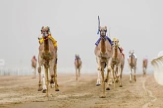 التسجيل يبدأ في أشواط الهجانة لمهرجان ولي العهد 2026