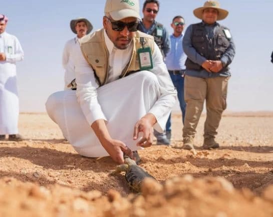 إطلاق أكثر من 140 ضبًا في محمية الملك خالد