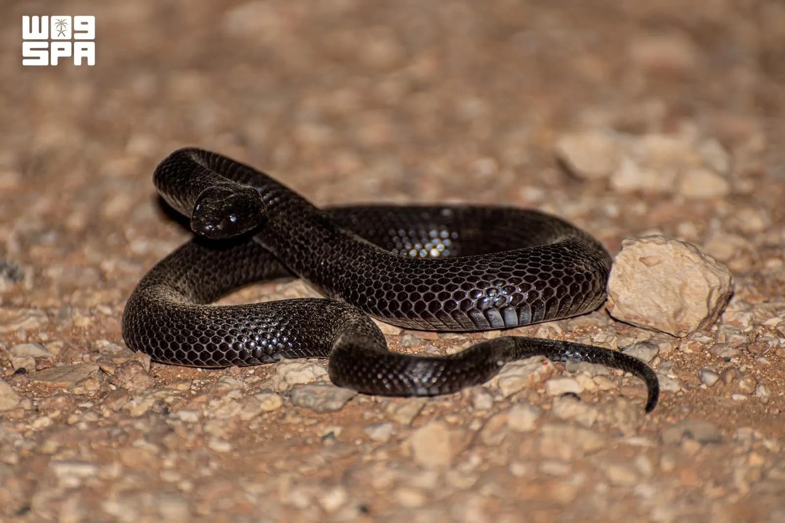 Black viper supports ecological balance