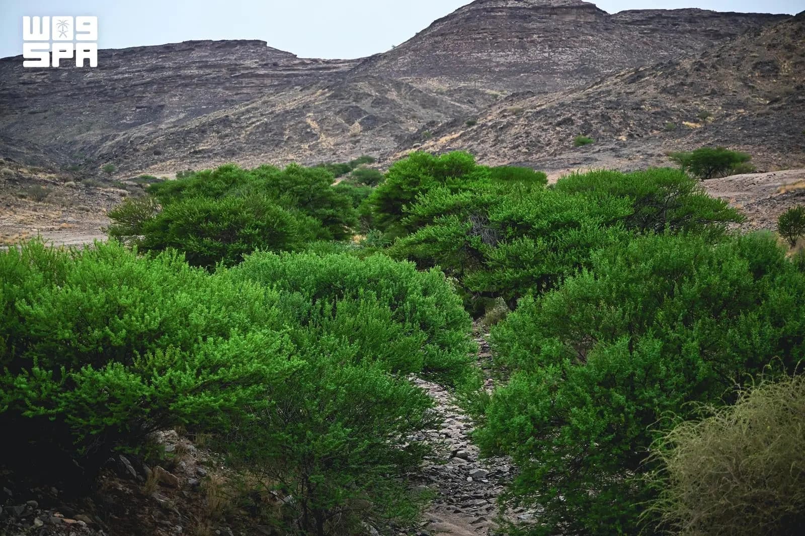 وادي حرس واحة خضراء بين الجبال