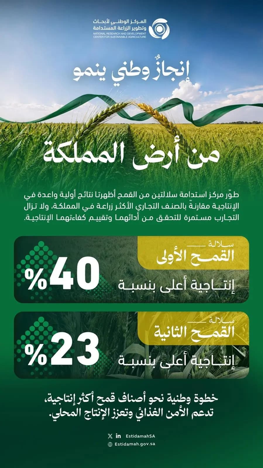 استدامة تعزز إنتاج القمح بسلالتين جديدتين
