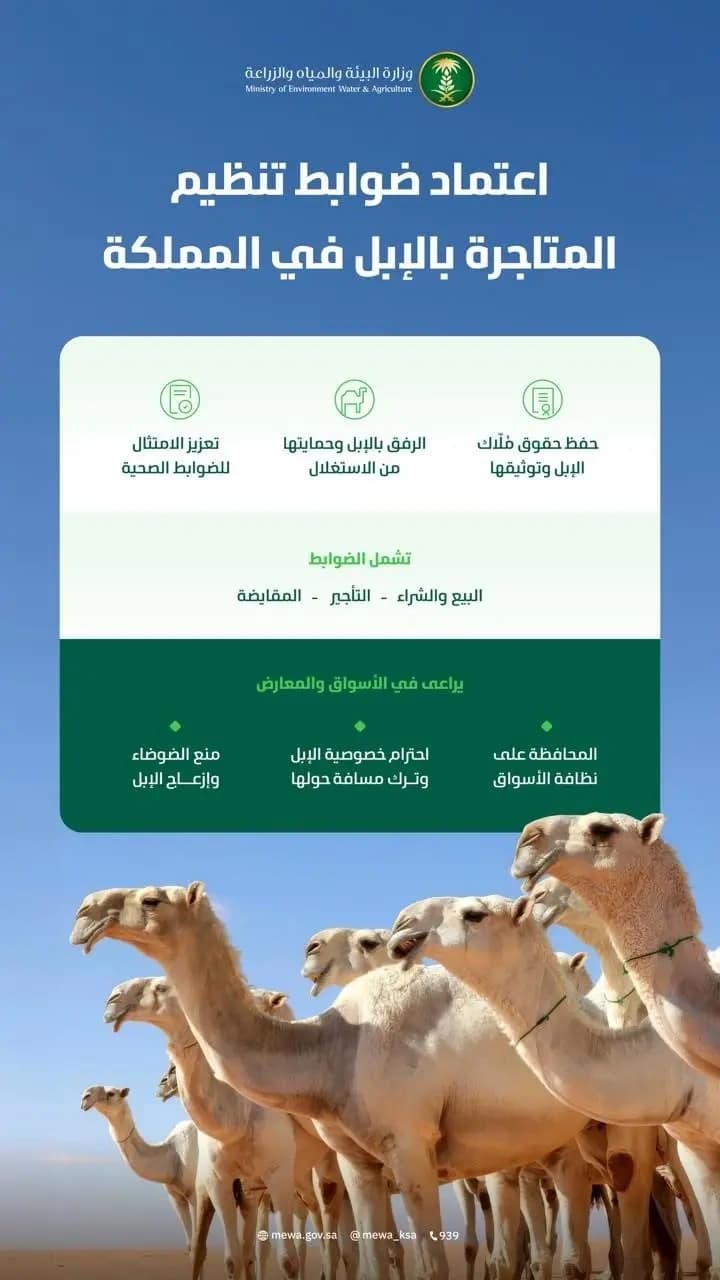 البيئة تضع قواعد تجارة الإبل