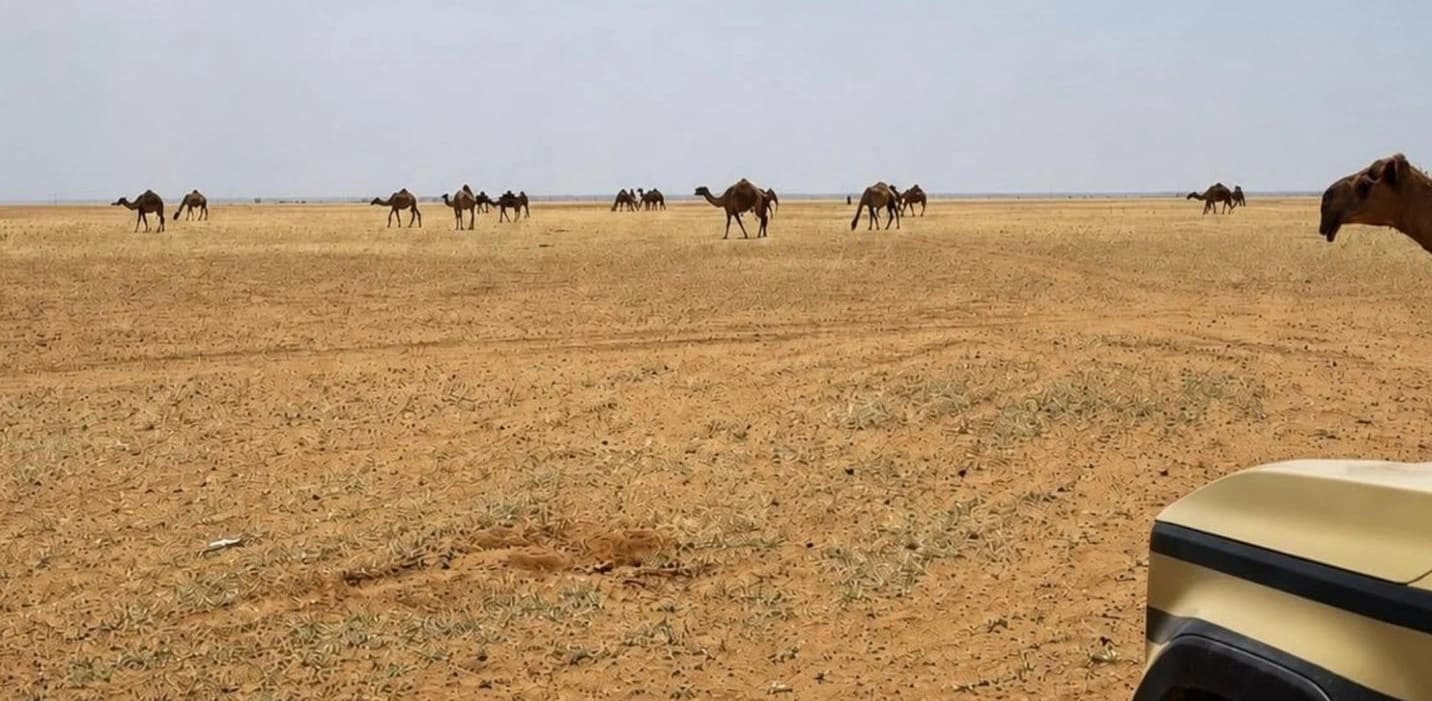 Citizen grazes 30 camels in Imam Turki Area