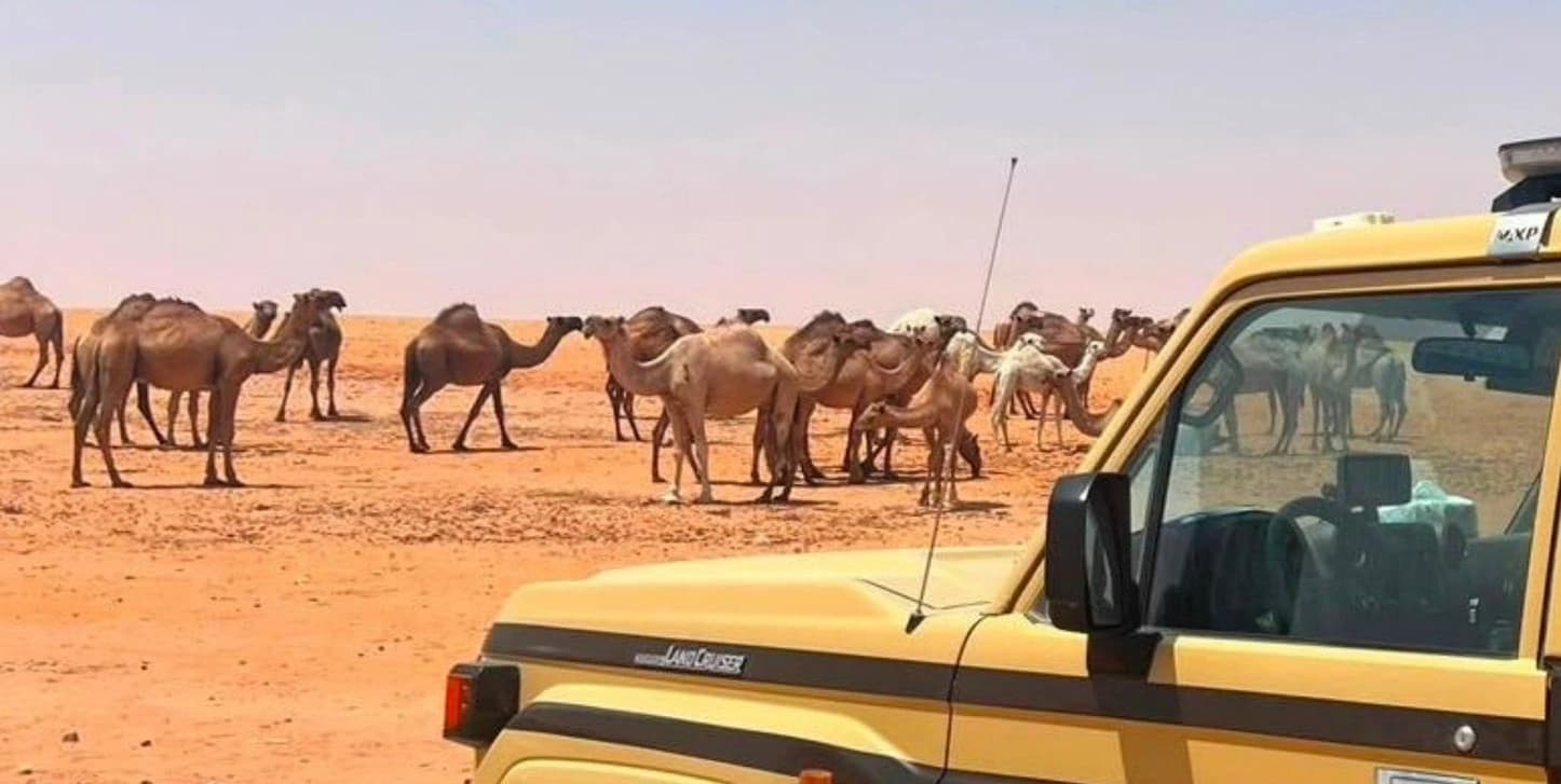 مواطن يرعى 25 متنًا من الإبل في محمية الإمام تركي