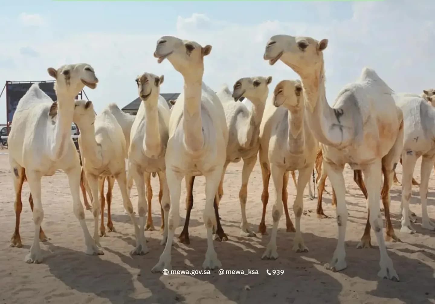 البيئة تنتصح بالمشاركين للاهتمام بالحيوان