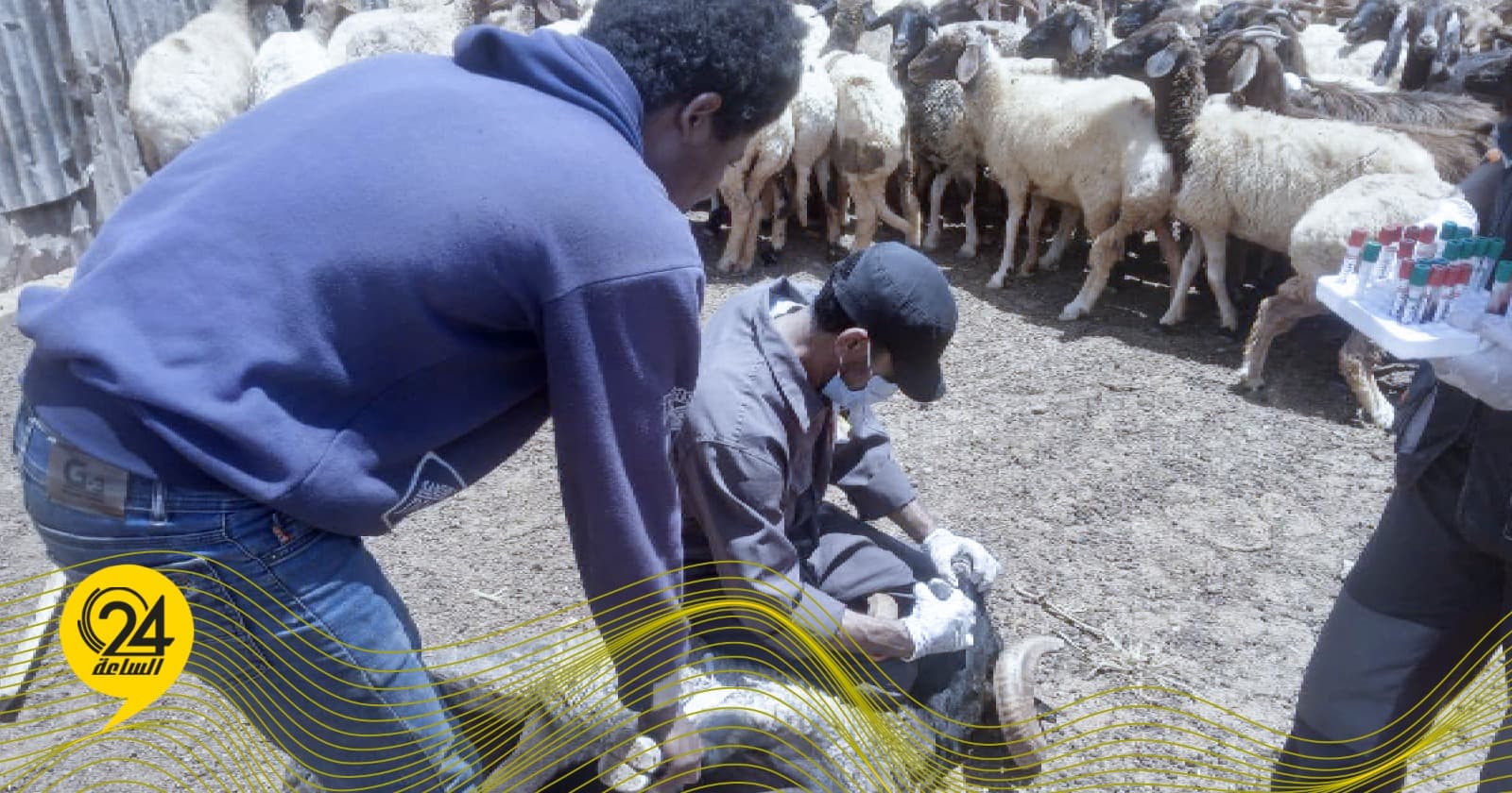 ظهور الحمى القلاعية في مناطق بالجبل الأخضر نتيجة لخطأ في الكشف